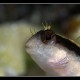 Kis blenny II.