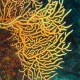 sárga gorgónia