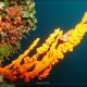 korall és hal