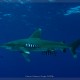 Oceanic Whitetip Shark