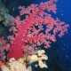 Vörös lágykorall