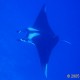 Manta