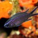 Juvenile Damselfish