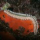 Fireworm in North Cyprus