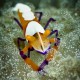 Emperor shrimp