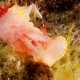 CHROMODORIS PURPUREA