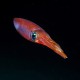 Squid in the night
