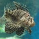 Pesce scorpione o Pesce cobra (Pterois volitans)