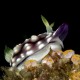 Fluo Nudi