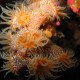 tiger anemones