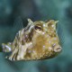 One happy cowfish