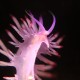 tai chi_nudibranch