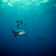 Oceanic whitetip shark