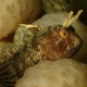 Parablennius tentacularis