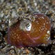 Bobtail squid