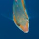 Rainbow wrasse