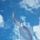 Flying squid