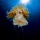Lions Mane Jellyfish