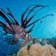 Lionfish and sun