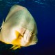 Giant batfish