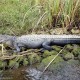 George, a térség híres aligátora