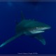 Oceanic whitetip