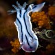 Chromodoris willani