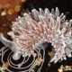 Flabellina lineata