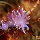 Flabellina pedata