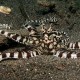 Mimic octopus,