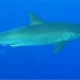 A selyemcápa a partoktól távoli, nyílt-tengeri vizek lakója