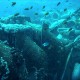 Ras Mohammed, Yolanda Wreck / Reef