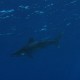 Oceanic Whitetip Reefshark