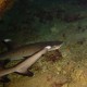 Whitetip reefshark