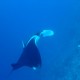 manta