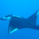 manta