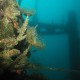 Peltastis Wreck / Silói Roncs