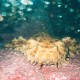 Spotted wobbegong shark