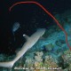 Quita El Banna whitetip reefshark