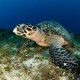 Teknős Cozumel mellett