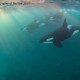 Orca Pod - Nicholai Georgiou
