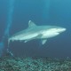 Az ezüstuszonyvégű szirtcápa a búvárokkal szemben általában tartózkodóan viselkedik