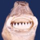A szivarcápa fogszerkezete a vérszívó, parazita életmódhoz adaptálódott