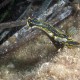 Hypselodoris Picta