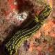 Hypselodoris Picta