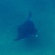 A manta
