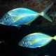 Jackfish near Corralejo