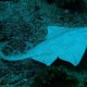 Angel Shark