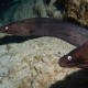 Moray eels