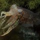 Cuttlefish